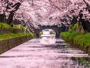 川面に散った桜の花びらと石橋、両岸に咲く満開の桜のトンネル