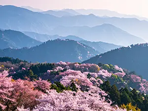 遠くまで重なり合う青い山並みと山肌をピンクに染める満開の桜の群生