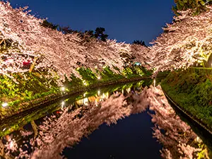 夜の運河の水面に鏡のように反射して映る、ライトアップされた満開の夜桜