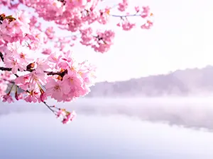 湖畔の朝霧を背景に咲き誇る濃いピンク色の桜のアップ