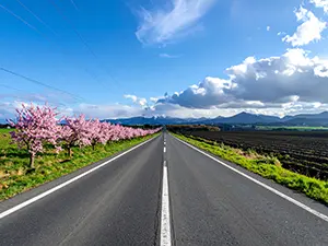 青空の下、雪山に向かって真っ直ぐに伸びる道路と沿道の桜並木
