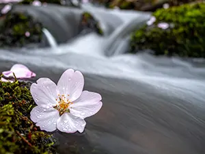 川の苔むした岩の上に落ちた一輪の桜の花と流れる水のクローズアップ