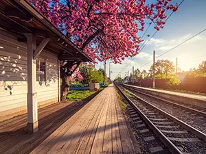 夕日に照らされた無人の駅のホームと、線路脇に咲く濃いピンク色の八重桜