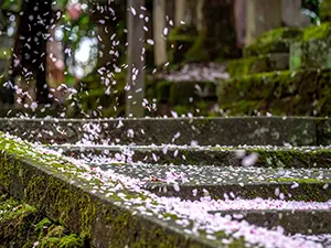 苔の生えた古い石段に、桜の花びらが舞い落ちて積もっていく様子