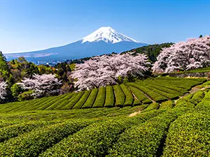 青空の下にそびえる雪化粧の富士山と、手前に広がる茶畑と満開の桜