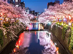 夜の川沿いに咲く満開の桜と、水面に反射する赤い提灯のイルミネーション