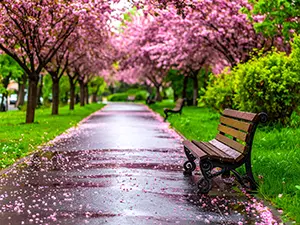 雨上がりの公園の濡れた遊歩道とベンチ、地面に散った桜の花びら