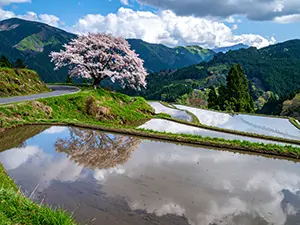 水を張った棚田に逆さに映り込む、丘の上に立つ大きな一本桜と青空