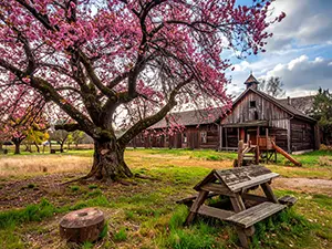古い木造の建物の前に咲く大きなピンク色の八重桜と手前の木のベンチ