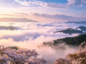 朝焼けに染まる雲海と山々、手前に広がる満開の山桜の風景