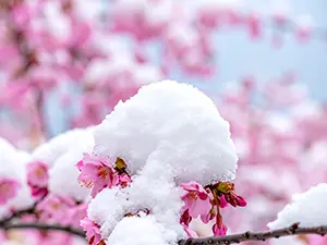 満開の濃いピンク色の桜の花の上に、ふんわりと積もった白い雪のアップ