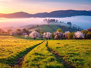 朝日に照らされた黄金色の丘と桜の木々、背景に広がる朝霧と山々