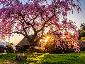夕日に照らされて輝く大きな枝垂れ桜と、背景にある茅葺き屋根の古民家