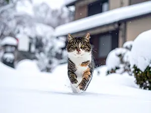 雪の積もった地面を蹴って正面に走ってくるキジ白の猫