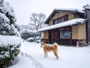 雪の降る日本家屋の庭でこちらを見ている茶色の柴犬