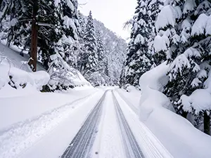 雪が積もった杉の木に囲まれた静かな林道